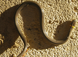Ring-necked Snake
